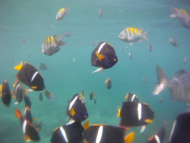 Peces de coloternera.JPG